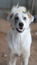 DREA, Hund, Mischlingshund in Griechenland - Bild 9