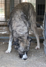 JELLA, Hund, Mischlingshund in Griechenland - Bild 11