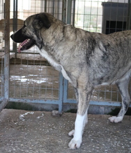 JELLA, Hund, Mischlingshund in Griechenland - Bild 12