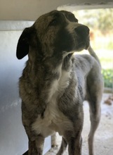 JELLA, Hund, Mischlingshund in Griechenland - Bild 13