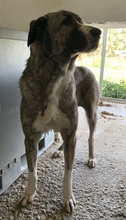 JELLA, Hund, Mischlingshund in Griechenland - Bild 14