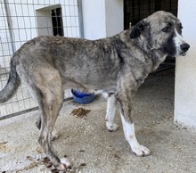 JELLA, Hund, Mischlingshund in Griechenland - Bild 16