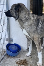 JELLA, Hund, Mischlingshund in Griechenland - Bild 17