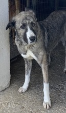 JELLA, Hund, Mischlingshund in Griechenland - Bild 20