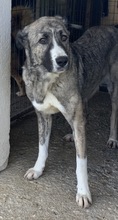 JELLA, Hund, Mischlingshund in Griechenland - Bild 21