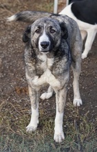 JELLA, Hund, Mischlingshund in Griechenland - Bild 24