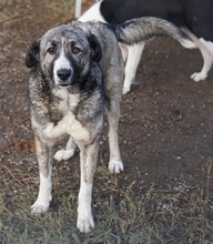 JELLA, Hund, Mischlingshund in Griechenland - Bild 25
