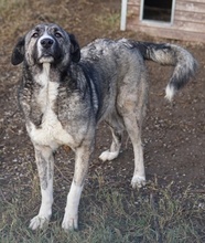 JELLA, Hund, Mischlingshund in Griechenland - Bild 26