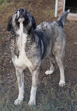 JELLA, Hund, Mischlingshund in Griechenland - Bild 27