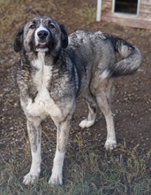 JELLA, Hund, Mischlingshund in Griechenland - Bild 28
