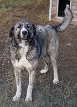 JELLA, Hund, Mischlingshund in Griechenland - Bild 29