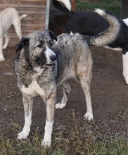 JELLA, Hund, Mischlingshund in Griechenland - Bild 30