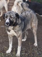 JELLA, Hund, Mischlingshund in Griechenland - Bild 31