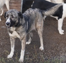 JELLA, Hund, Mischlingshund in Griechenland - Bild 32