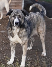 JELLA, Hund, Mischlingshund in Griechenland - Bild 33
