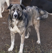 JELLA, Hund, Mischlingshund in Griechenland - Bild 34
