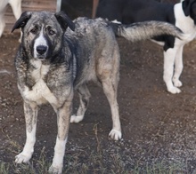 JELLA, Hund, Mischlingshund in Griechenland - Bild 35