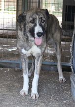 JELLA, Hund, Mischlingshund in Griechenland - Bild 4