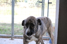 JELLA, Hund, Mischlingshund in Griechenland - Bild 6