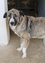 JELLA, Hund, Mischlingshund in Griechenland - Bild 7