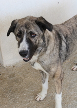 JELLA, Hund, Mischlingshund in Griechenland - Bild 9