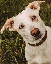 BREEZE, Hund, Mischlingshund in Hüllhorst - Bild 1