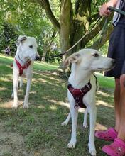 BREEZE, Hund, Mischlingshund in Hüllhorst - Bild 14