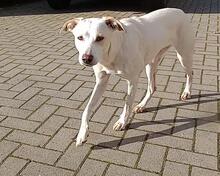 BREEZE, Hund, Mischlingshund in Hüllhorst - Bild 17