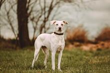 BREEZE, Hund, Mischlingshund in Hüllhorst - Bild 3
