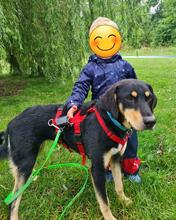 DISA, Hund, Mischlingshund in Braunschweig - Bild 11