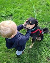 DISA, Hund, Mischlingshund in Braunschweig - Bild 12