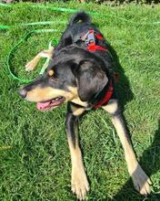 DISA, Hund, Mischlingshund in Braunschweig - Bild 6