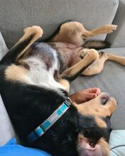 DISA, Hund, Mischlingshund in Braunschweig - Bild 7