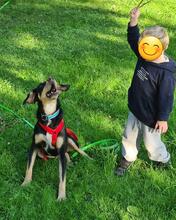 DISA, Hund, Mischlingshund in Braunschweig - Bild 9