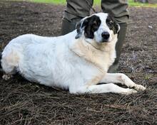 ARCHIE, Hund, Mischlingshund in Italien - Bild 5