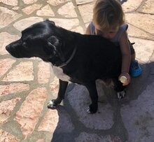 MILLY, Hund, Mischlingshund in Griechenland - Bild 10