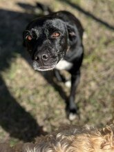 MILLY, Hund, Mischlingshund in Griechenland - Bild 5