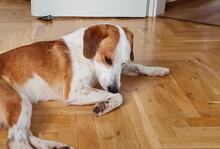 SIMBA, Hund, Mischlingshund in Nieder-Hilbersheim - Bild 15