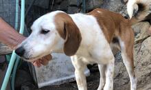 SIMBA, Hund, Mischlingshund in Nieder-Hilbersheim - Bild 19