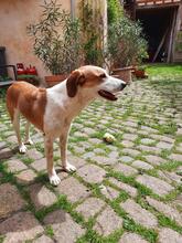 SIMBA, Hund, Mischlingshund in Nieder-Hilbersheim - Bild 31