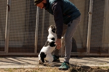 LUNA, Hund, Jagdhund-Mix in Italien - Bild 3