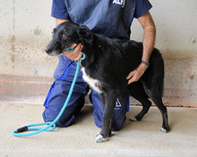 FLAMINIA, Hund, Mischlingshund in Italien - Bild 2
