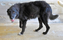FLAMINIA, Hund, Mischlingshund in Italien - Bild 7