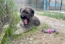 SOMMER, Hund, Mischlingshund in Rumänien - Bild 1