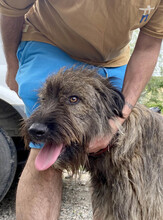SOMMER, Hund, Mischlingshund in Rumänien - Bild 10