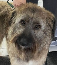 SOMMER, Hund, Mischlingshund in Rumänien - Bild 12