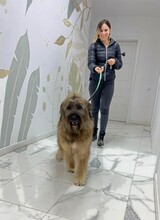 SOMMER, Hund, Mischlingshund in Rumänien - Bild 14