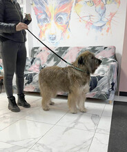 SOMMER, Hund, Mischlingshund in Rumänien - Bild 15
