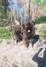 SOMMER, Hund, Mischlingshund in Rumänien - Bild 2