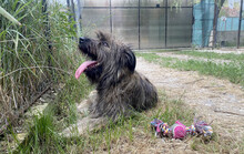 SOMMER, Hund, Mischlingshund in Rumänien - Bild 3